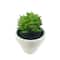 Assorted Micro Premade Succulent, 1pc. by Ashland®
